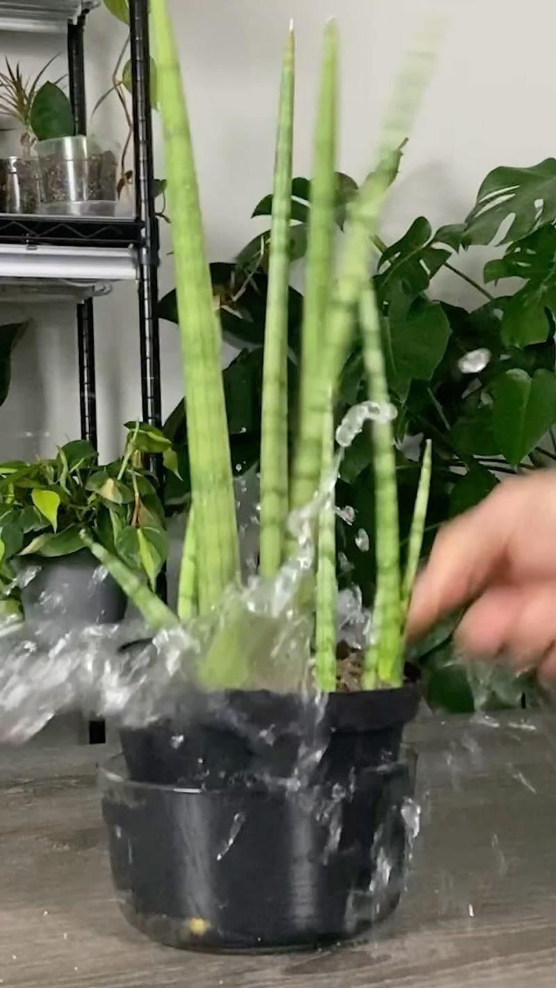 Master the Watering Schedule
