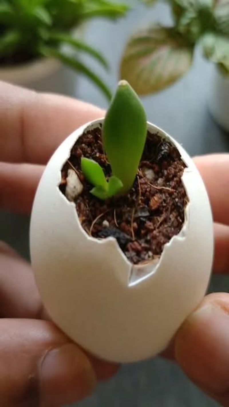 Eggshell Starters