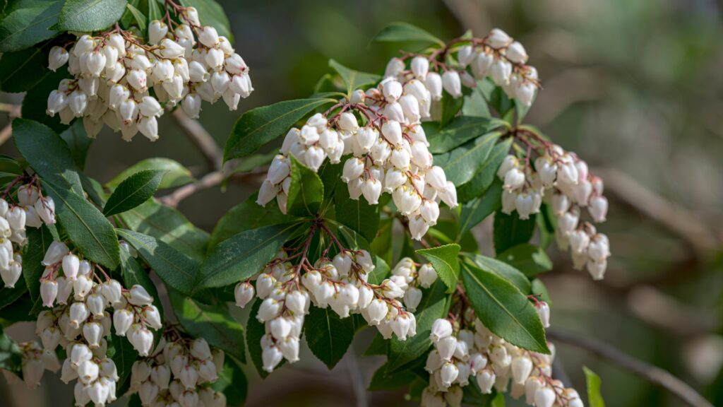 pieris japonica in bloom