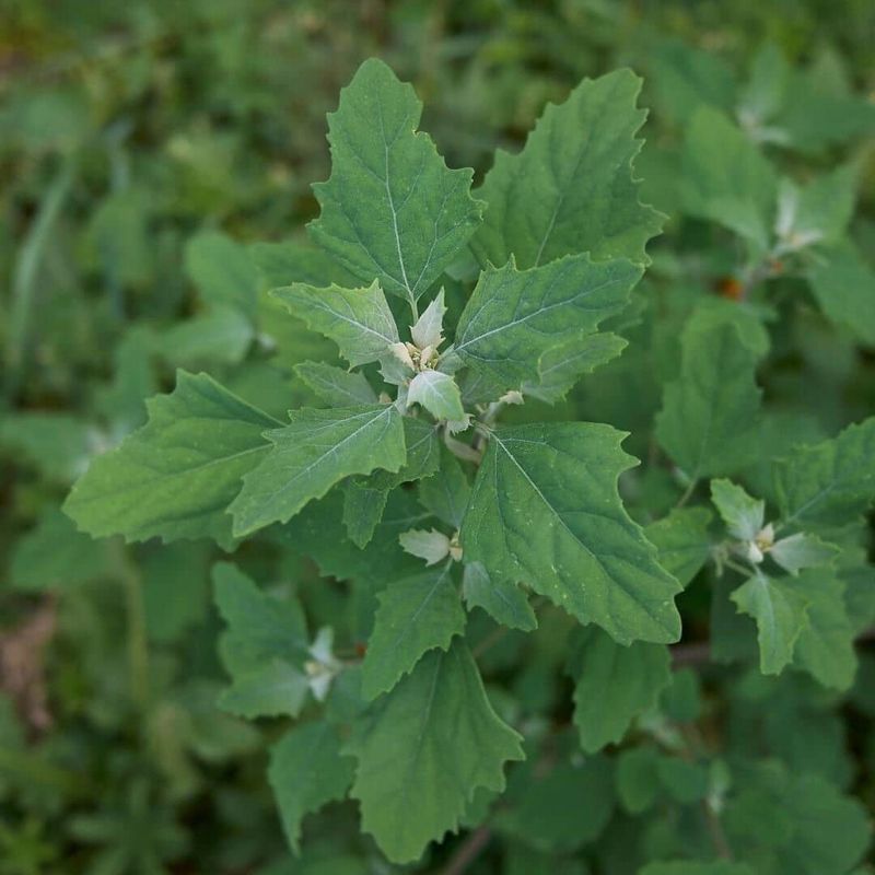 Lamb's Quarters (Chenopodium album)