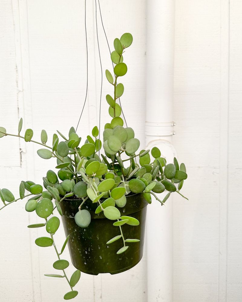 String of Coins