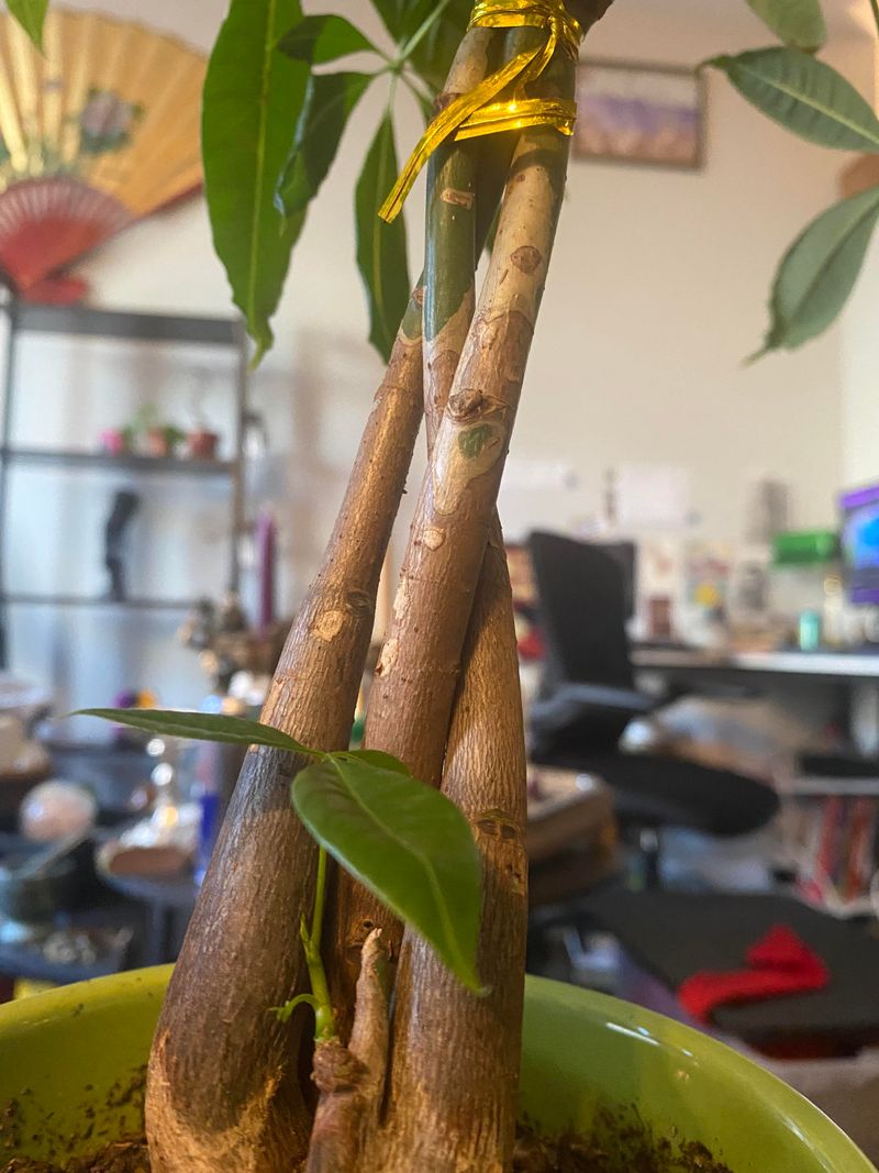 Prune Crossing Roots