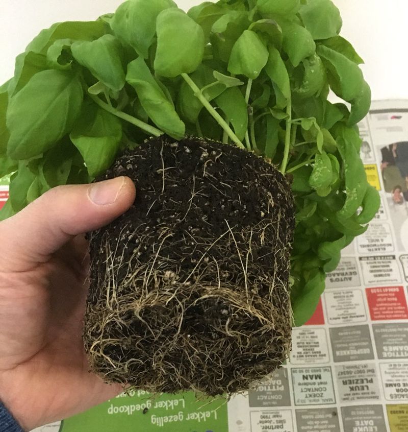 Repot Into Fresh Soil