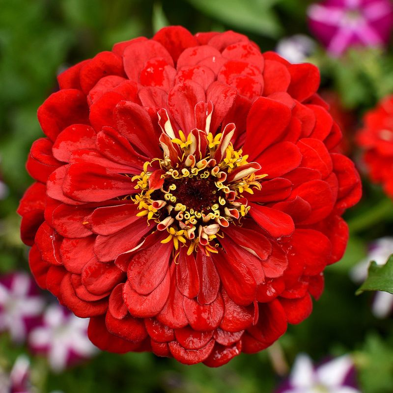 Compost Your Deadheaded Blooms