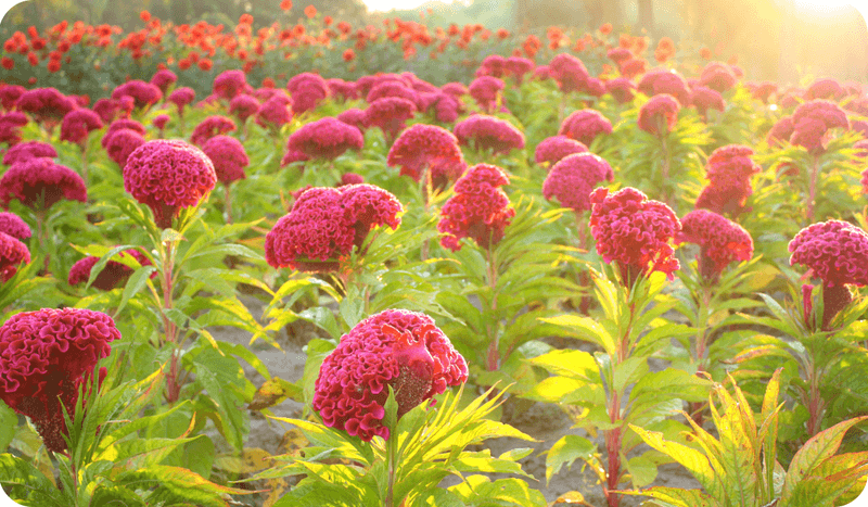Support Tall Varieties