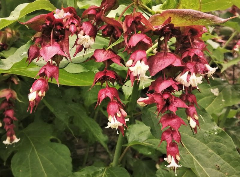 Himalayan Honeysuckle (Leycesteria formosa)
