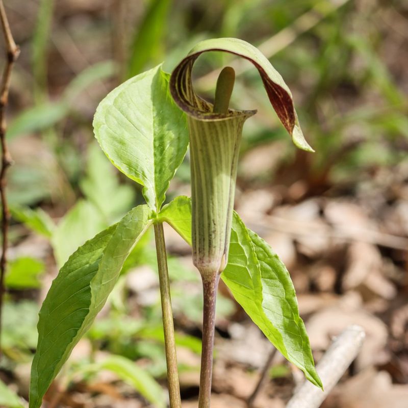 Jack-In-The-Pulpit