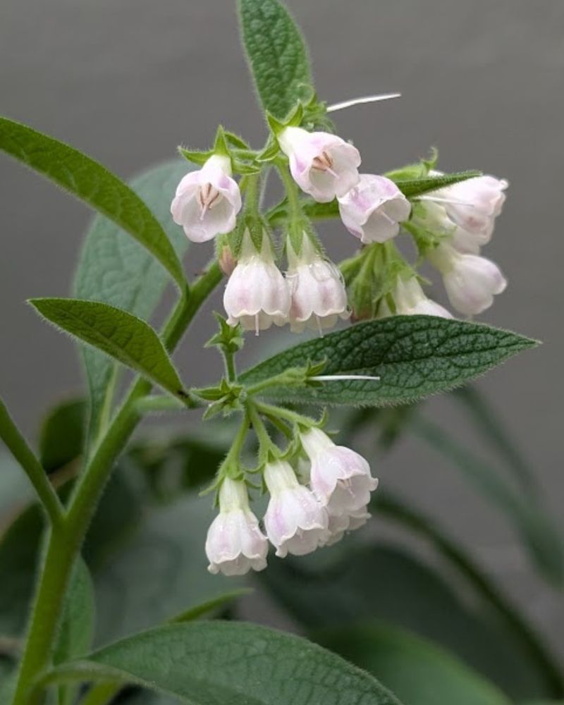 Comfrey Leaves