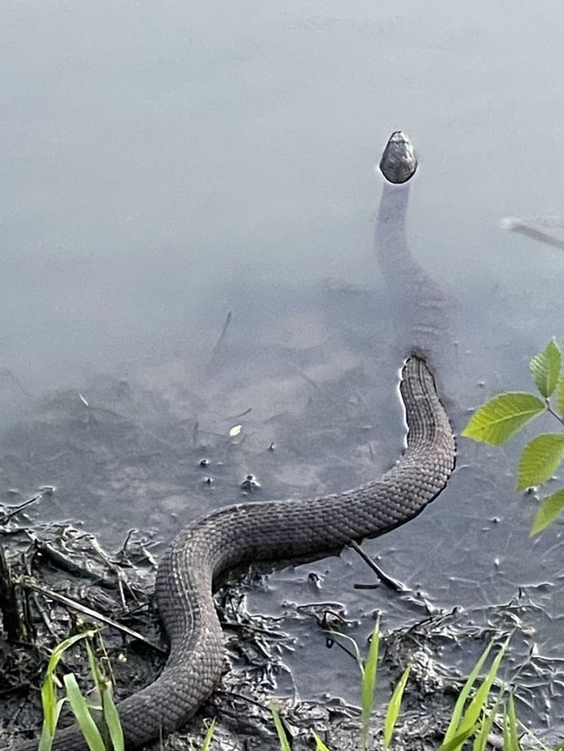 Water Snake: The Pond Patroller