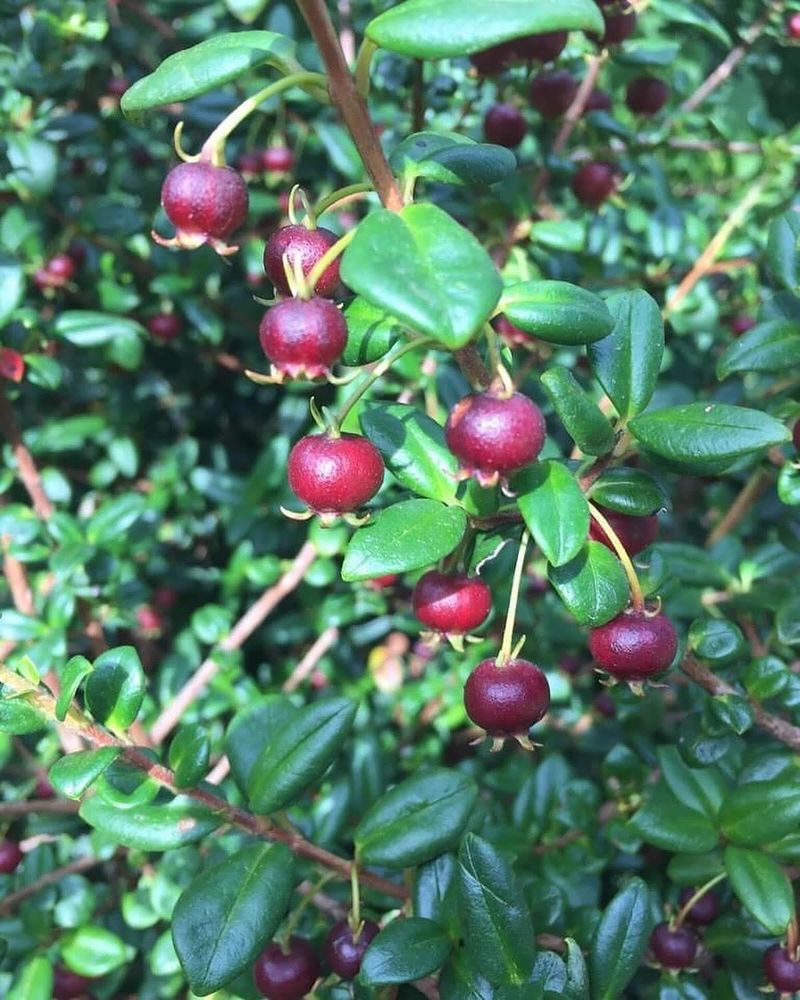Chilean Guava
