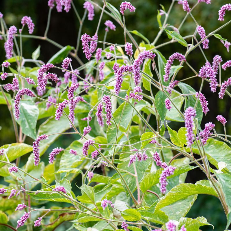 Kiss-Me-Over-the-Garden-Gate (Polygonum orientale)