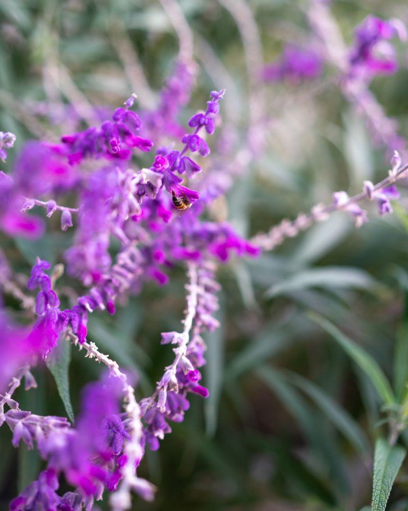 Mexican Bush Sage