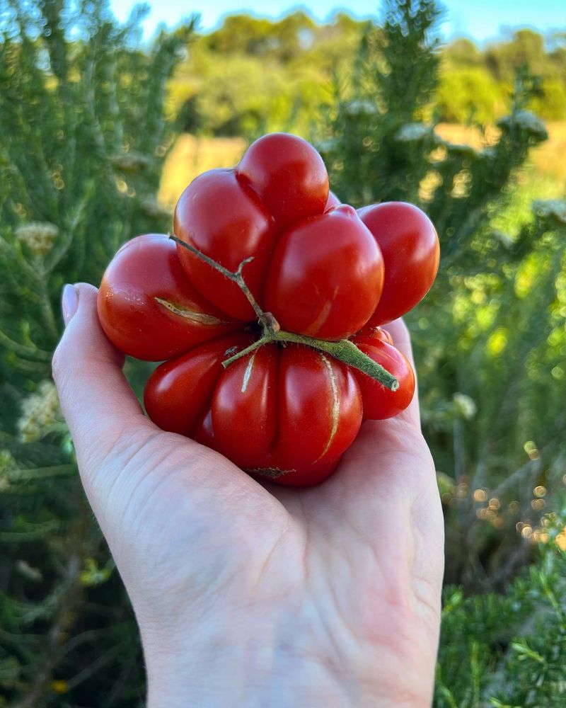Reisetomate
