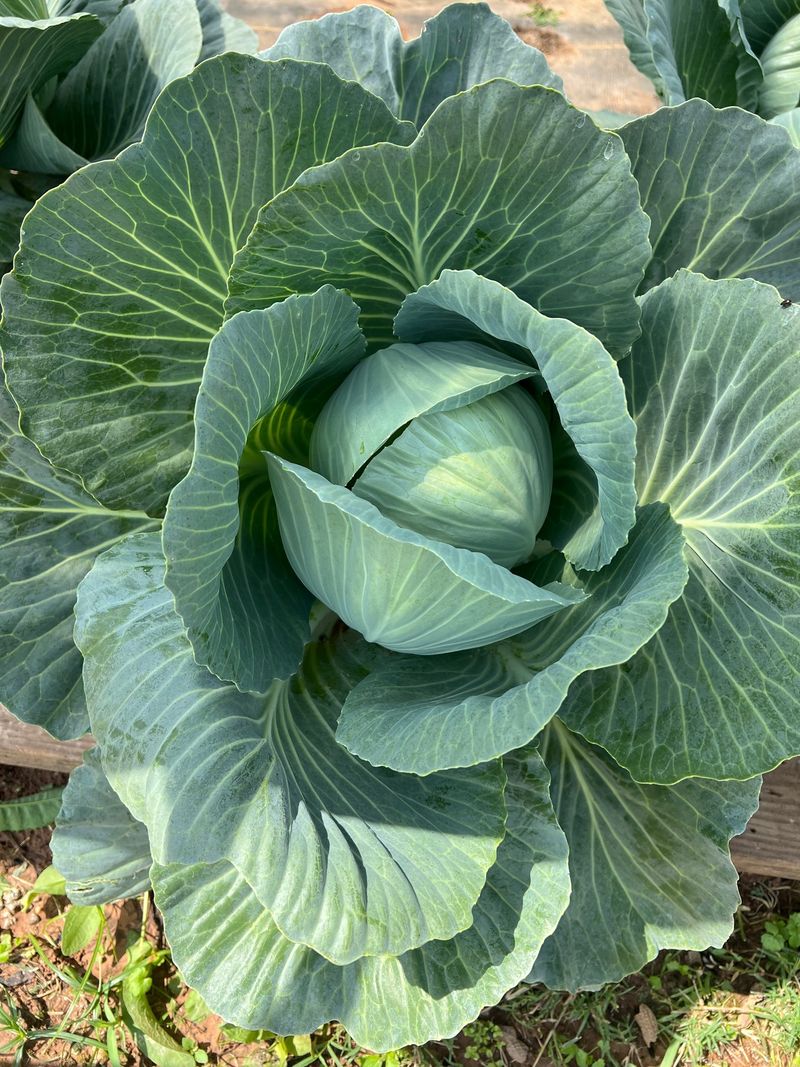 Cabbage