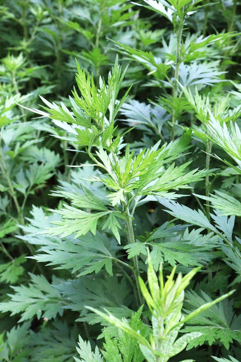 Mugwort