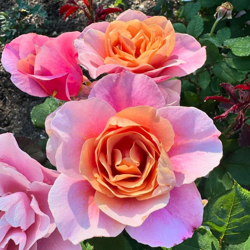 Peachy Knock Out Roses