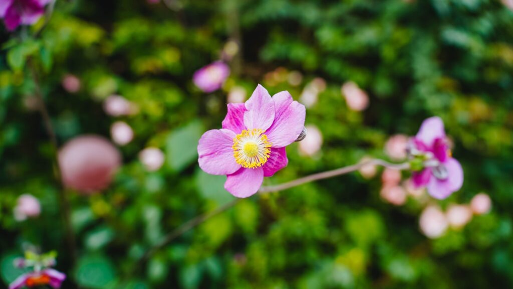 pink wildflower