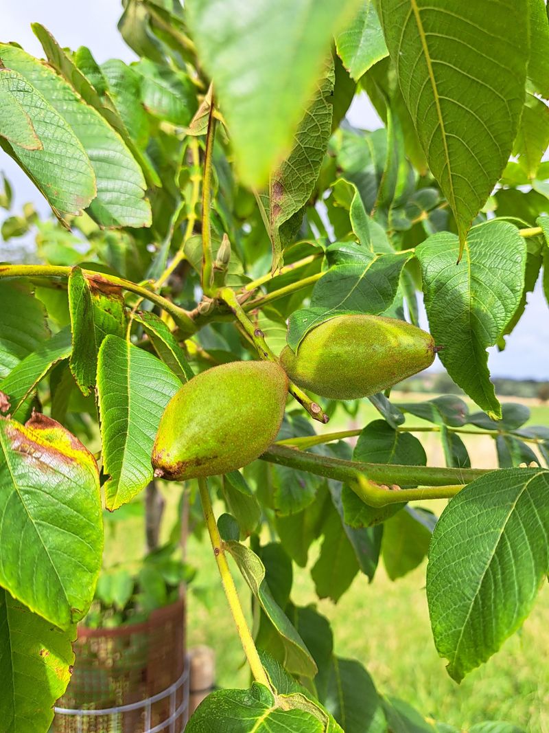 Walnuts