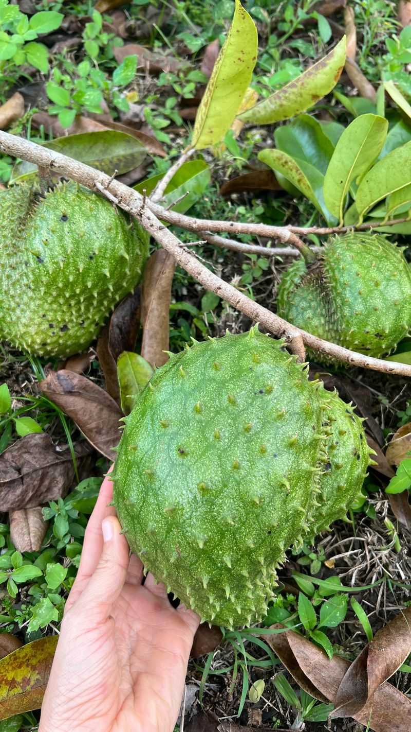 Soursop (Guanabana)