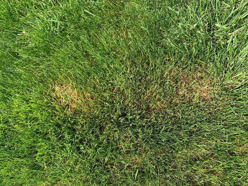1. Brown, Patchy Lawn Takes Over