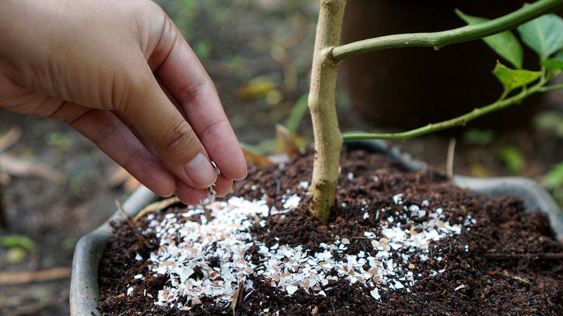 Eggshells For Tomatoes