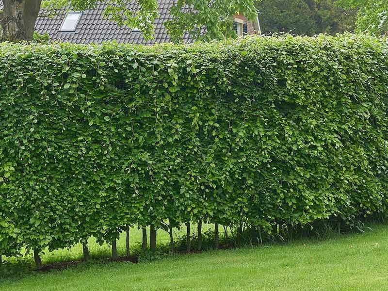 Create A Double-Row Planting