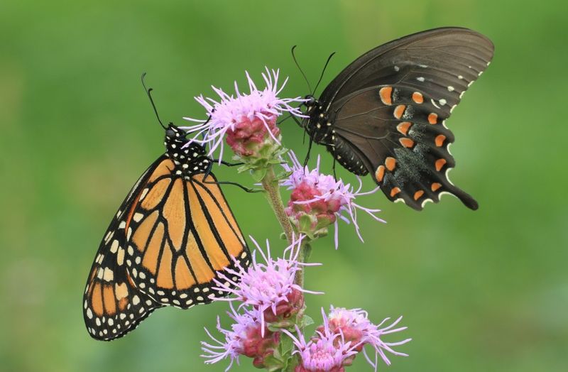 Maintain Blooms All Season