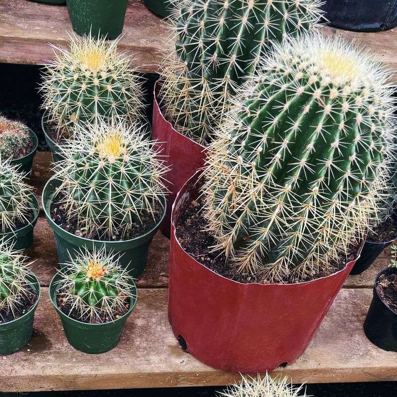 Cactus Corner Groupings