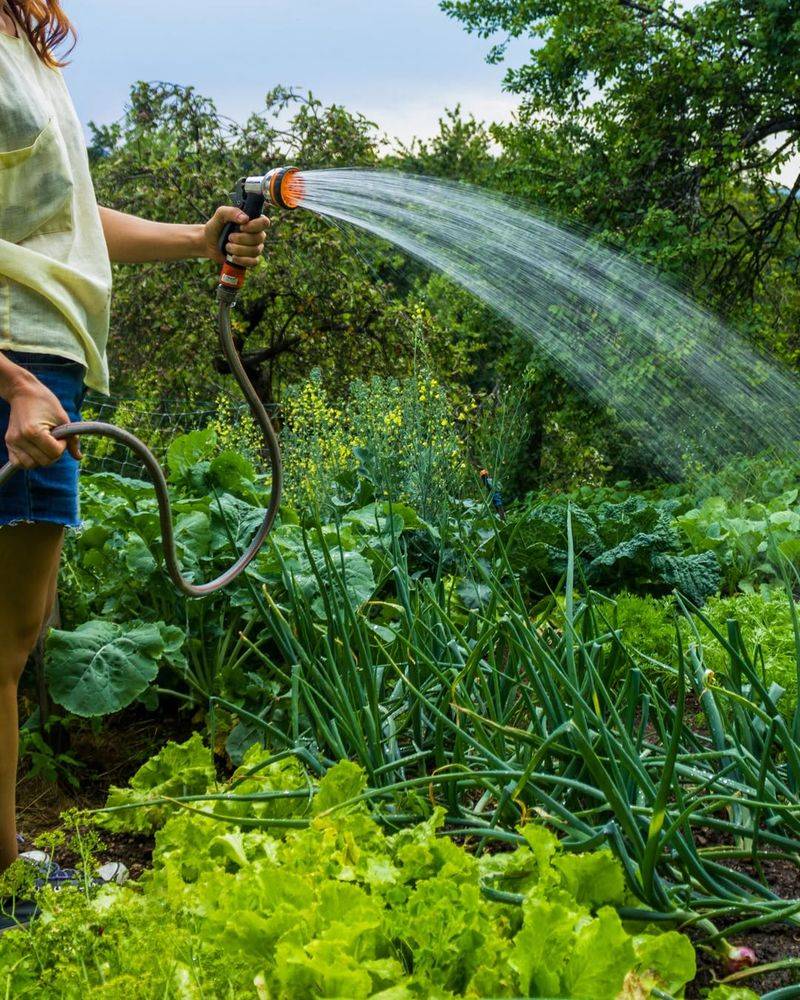Water Only Your Plants, Not Weeds