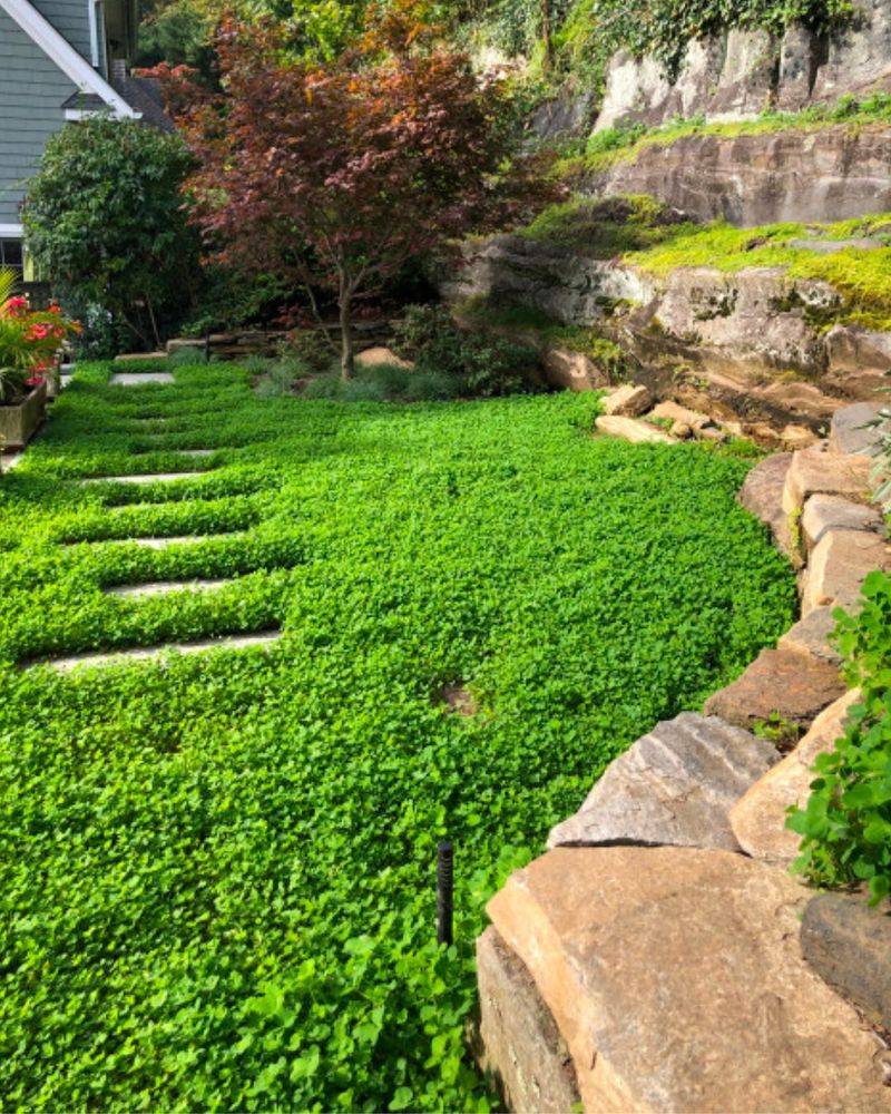 Surround With Competitor Plants