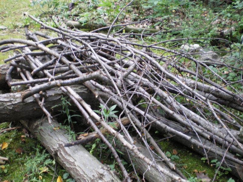 Create Brush Piles For Shelter