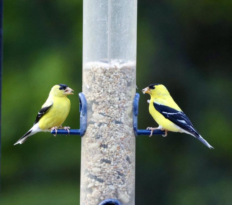 Maintain Year-Round Feeding