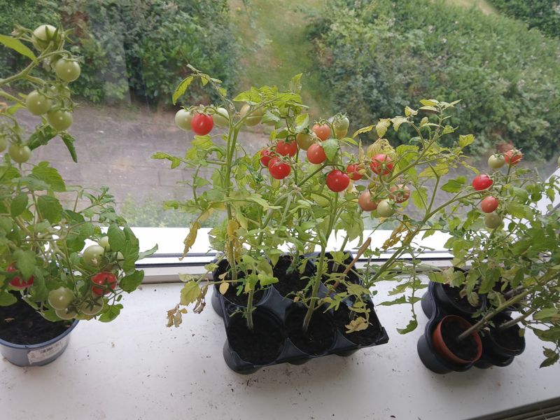Create Mini-Greenhouse Effect
