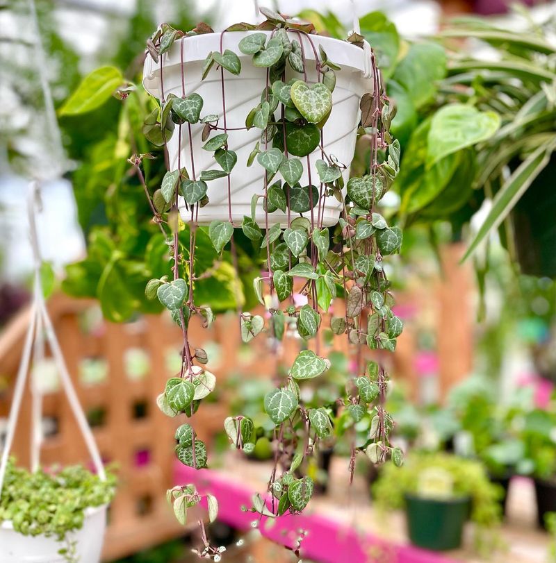 Dramatic Hanging Plants