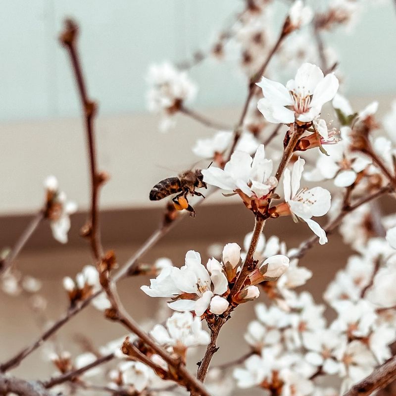 Grow Flowering Trees