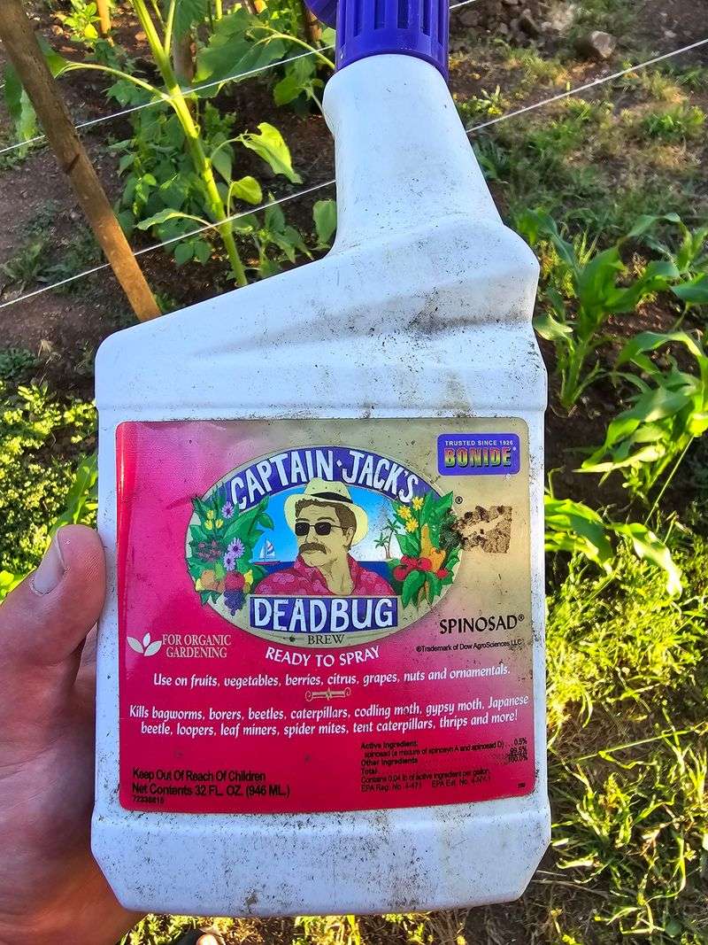 Apply spinosad spray