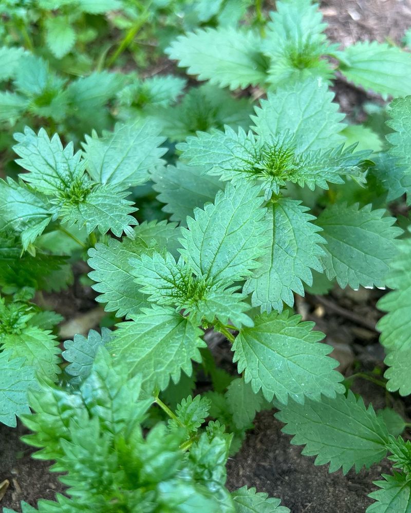 Stinging Nettle