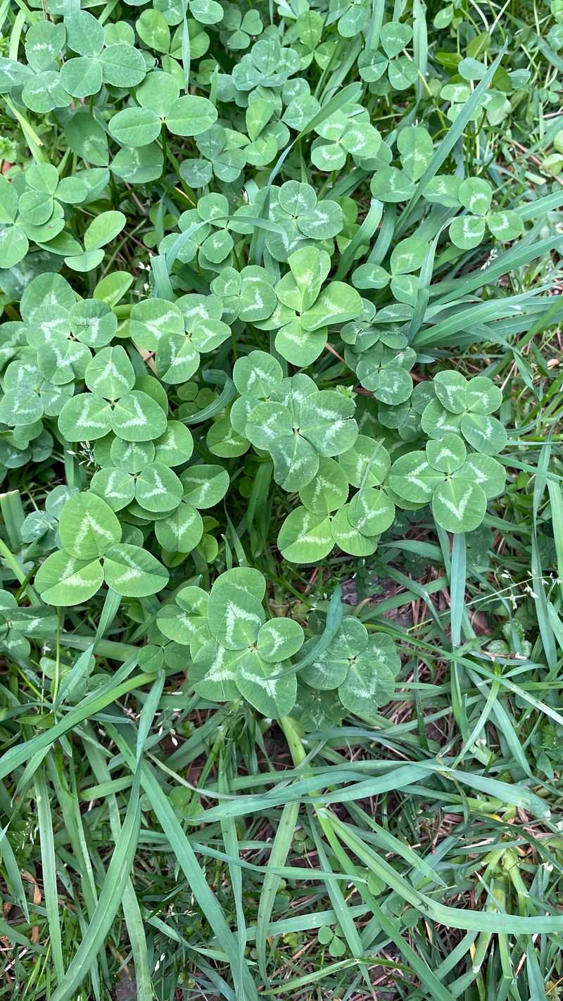 Clover: Soil-Building Superstar
