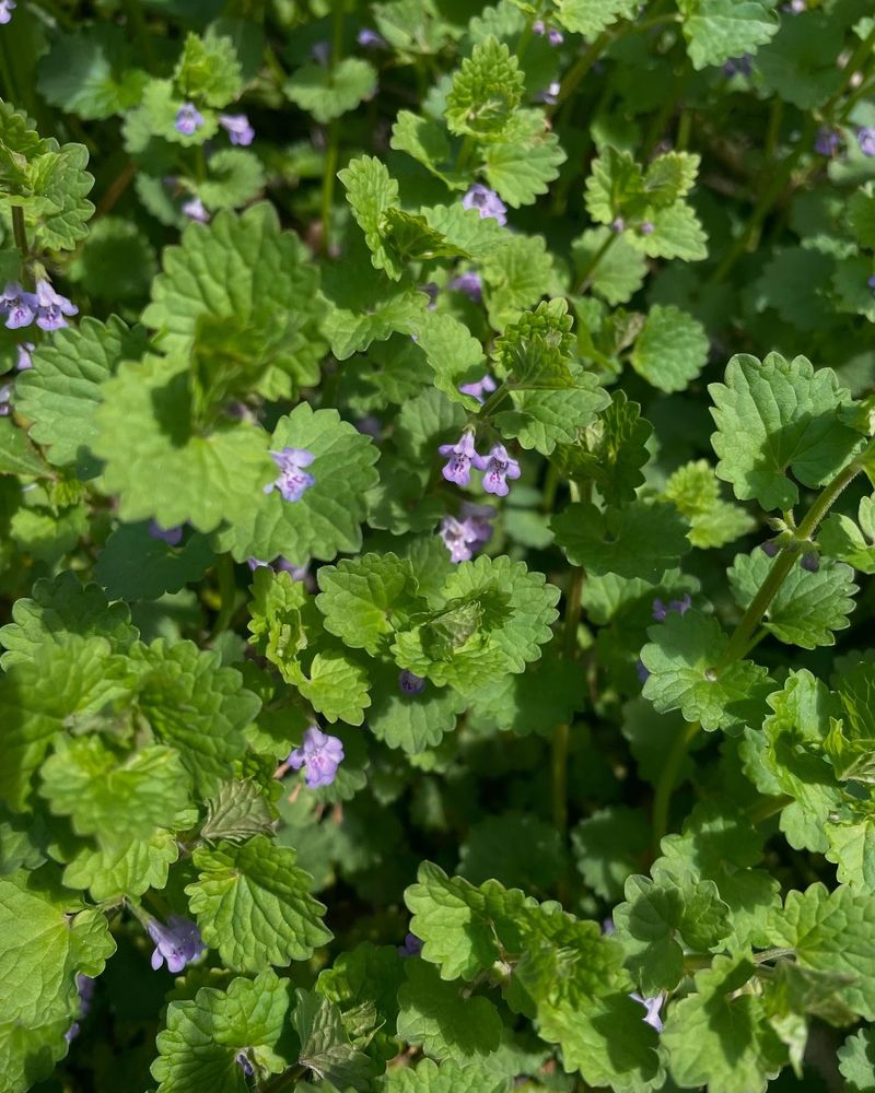 Creeping Charlie (Glechoma hederacea)
