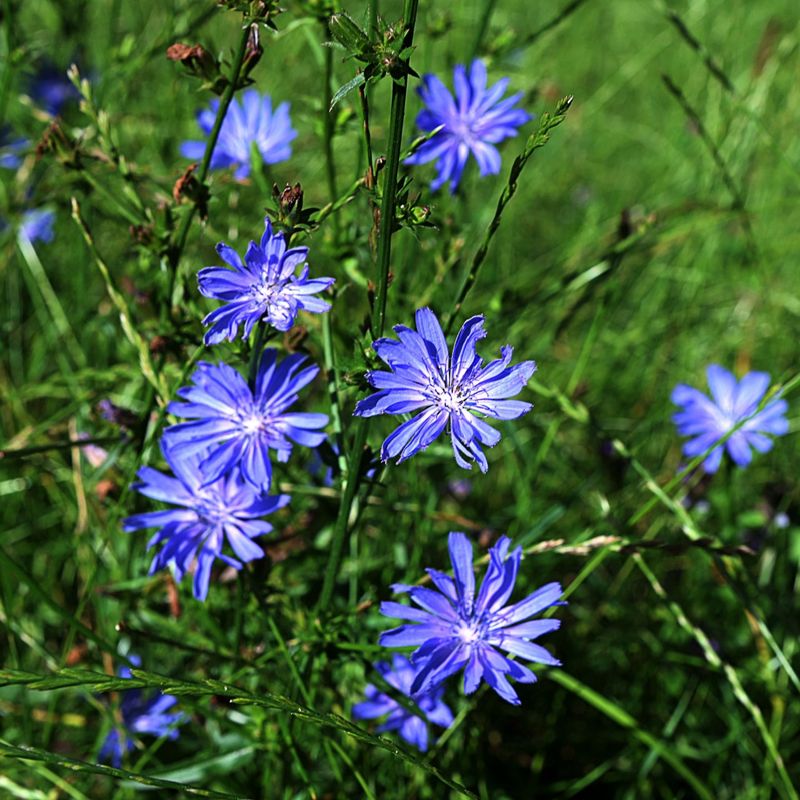 Chicory Reveals Potassium Deficiency