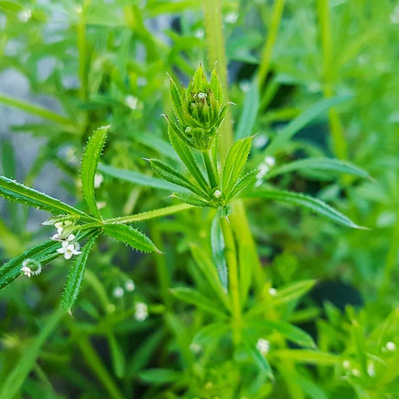 Cleavers