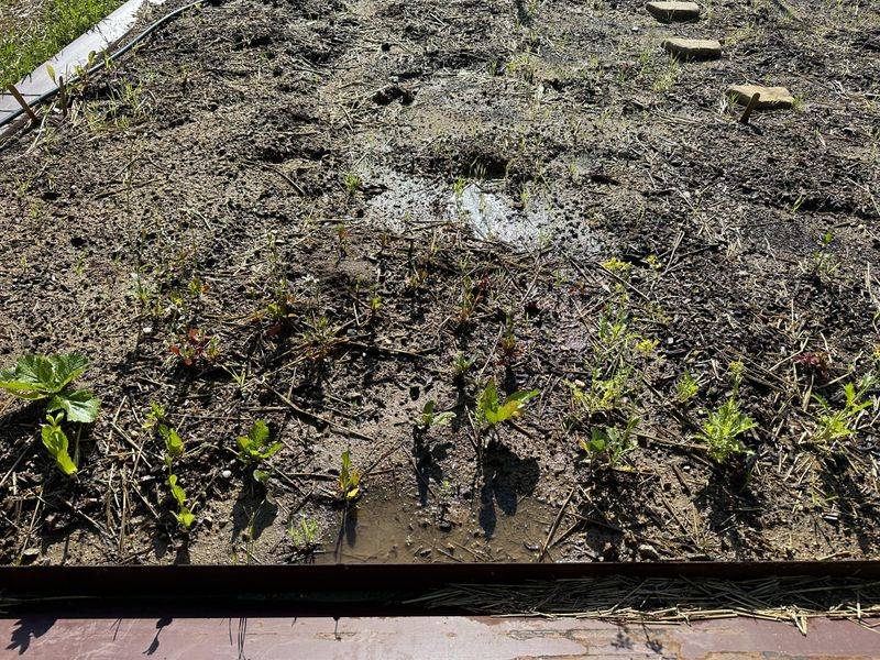 Ignoring Soil Quality