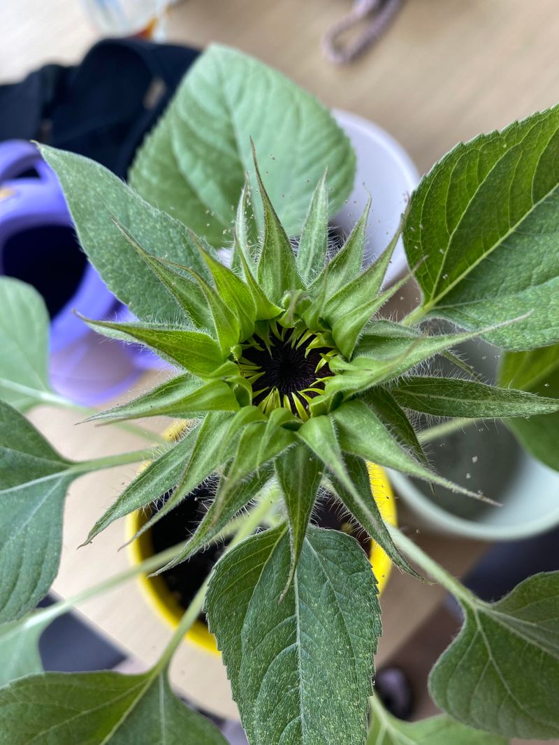 Pest Damage