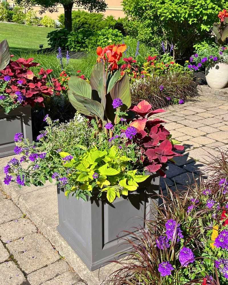 Ignoring Container Plants' Special Needs