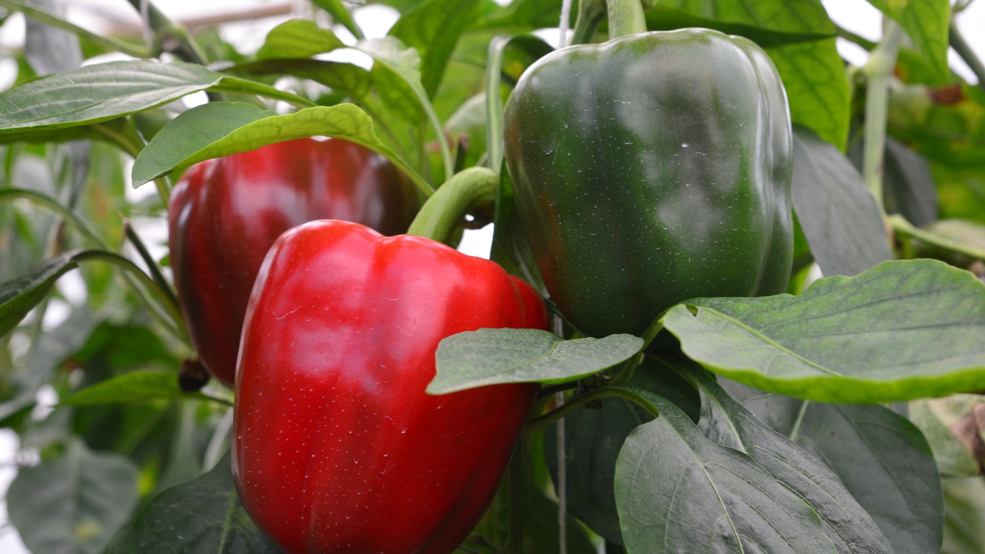 19 Plants That Actually Harm Your Peppers When Planted Nearby