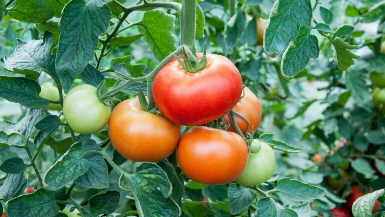 tomatoes plant