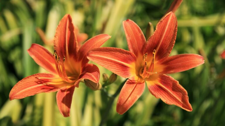 daylilies