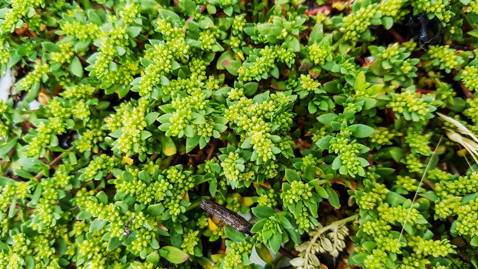 rupturewort groundcover