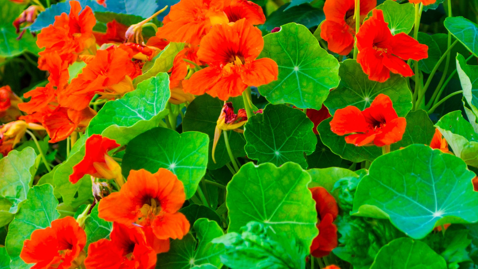 Nasturtiums