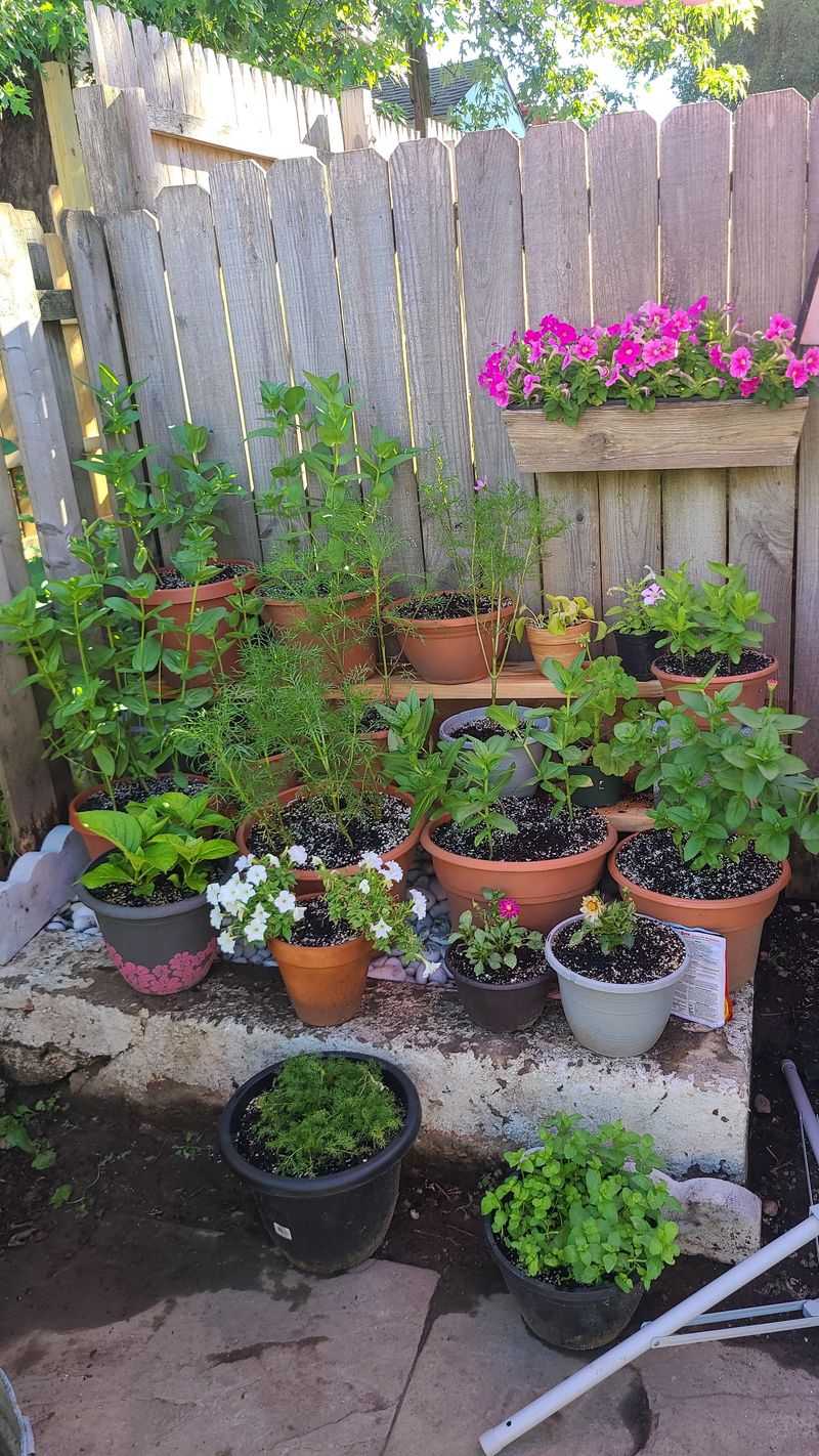 Mismatched Plastic Planters
